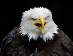 Der Kopf vom Weisskopfseeadler