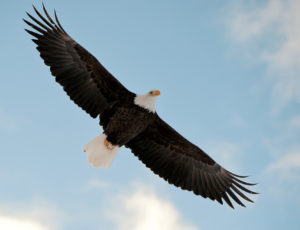 Der Weisskopfseeadler in der Luft