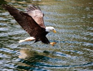 Der Weißkopfseeadler ist auf der Jagd