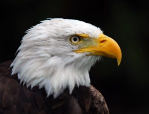 Der Weißkopfseeadler mit seiner beeindruckenden Erscheinung