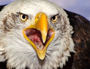 Der Weißkopfseeadler wirkt beeindruckend