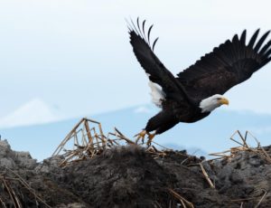 Ein Weißkopfseeadler hebt ab