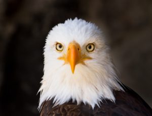 Kopf vom Weißkopfseeadler