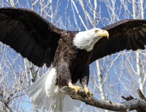 Spannbreite vom Weisskopfseeadler