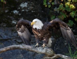 Weisskopfseeadler auf einem Baumstamm