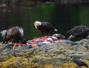 Weißkopfseeadler fressen Fischkadaver