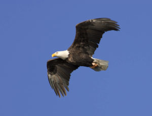 Weißkopfseeadler im Flug