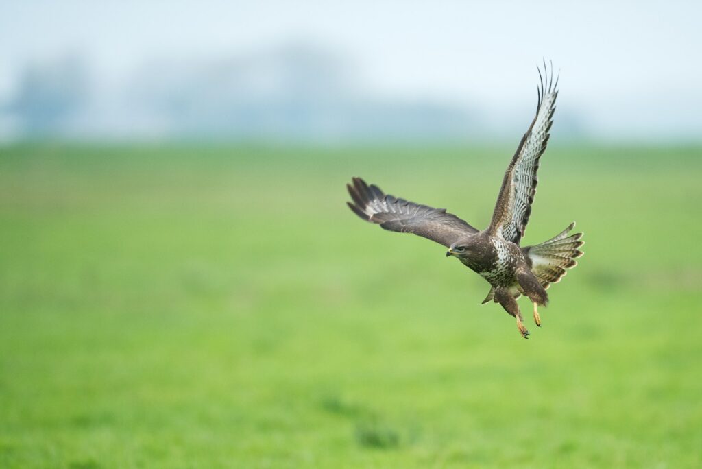 Bussard im eleganten Flug