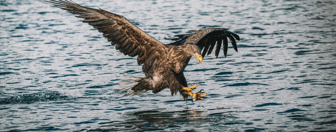 Seeadler auf der Suche nach Beute