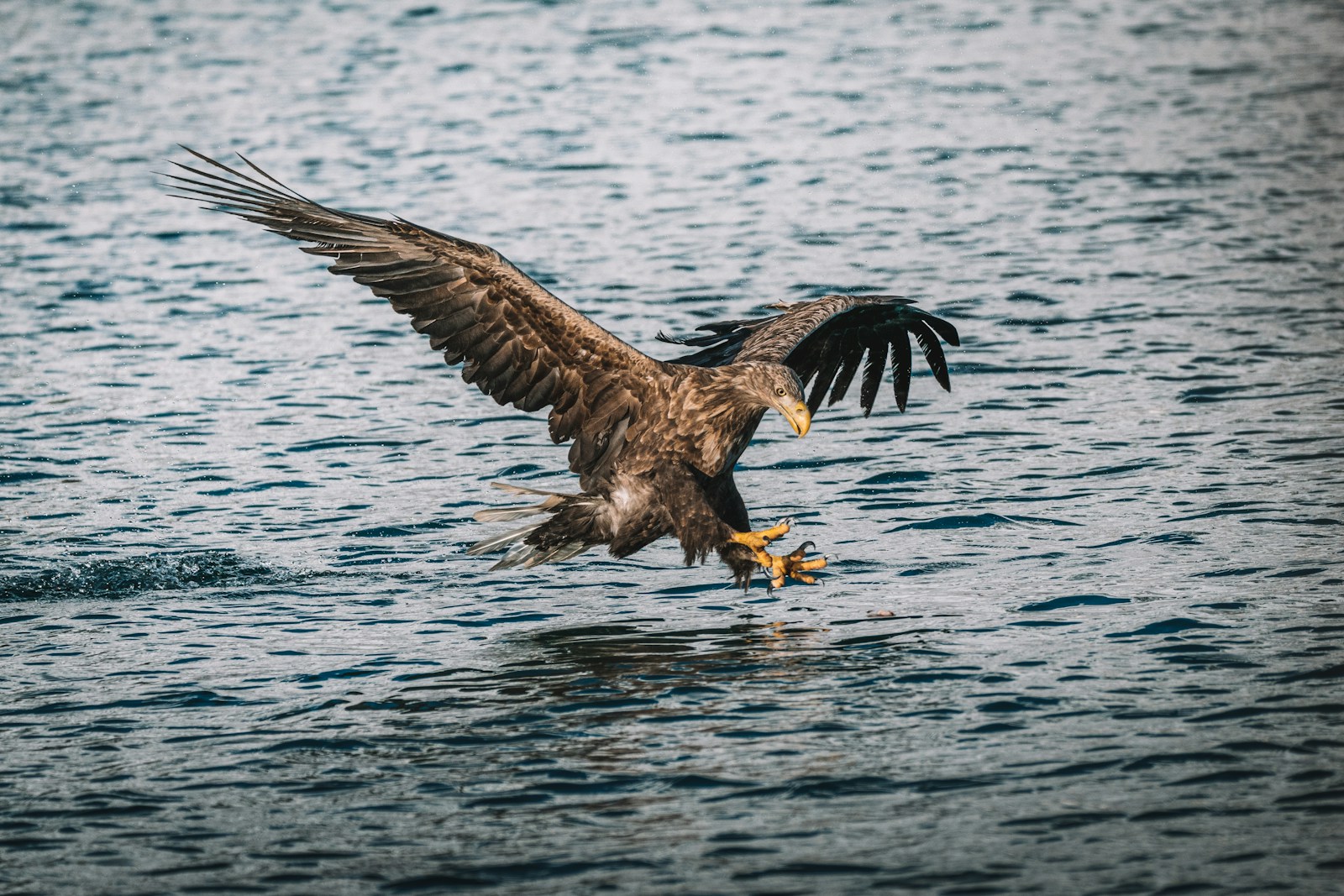 Seeadler auf der Suche nach Beute